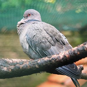 Picazuro Pigeon at Avifauna, 04/06/12