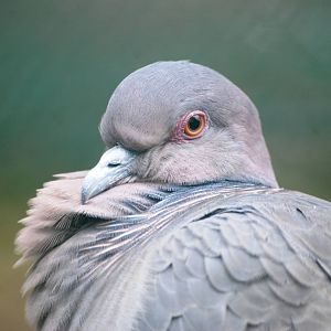 Picazuro Pigeon at Avifauna, 04/06/12