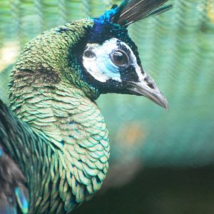 Javan Green Peafowl at Avifauna, 04/06/12