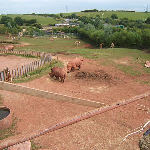 View down the African Savannah Paddock