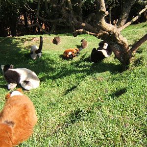 3 types of Ruffed Lemurs in one picture