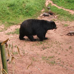 Spectacled bear and Asian Short-clawed Otter