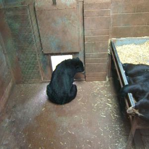 View of Spectacled Bear sleeping dens
