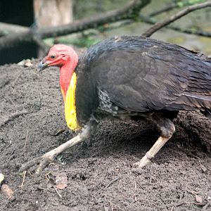 Australian Brush-Turkey at Avifauna, 04/06/12