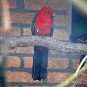 Salawati King Parrot at Avifauna, 04/06/12