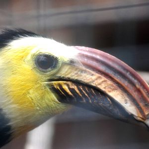 Sulawesi Tarictic Hornbill at Avifauna, 04/06/12