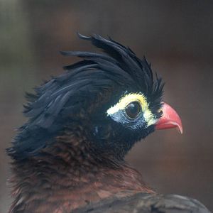 Nocturnal Currassow at Avifauna, 04/06/12