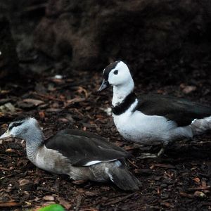 Cotton Pygmy-Goose Pair at Avifauna, 04/06/12