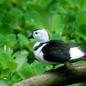 Cotton Pygmy-Goose at Avifauna, 04/06/12