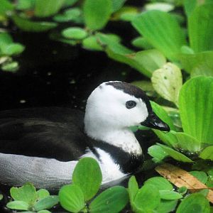 Cotton Pygmy-Goose at Avifauna, 04/06/12