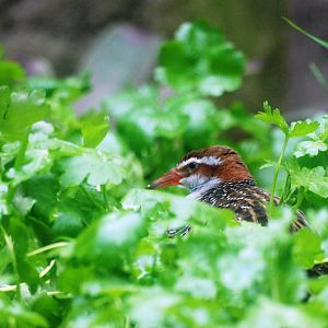 Buff-banded Rail at Avifauna, 04/06/12