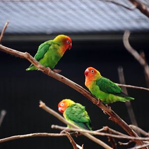 Nyassa Lovebirds at Avifauna, 04/06/12
