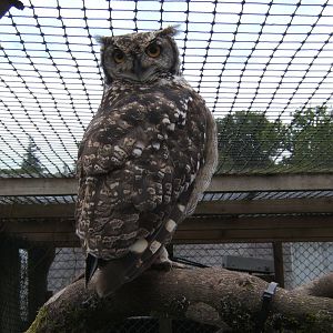 African Spotted Eagle Owl