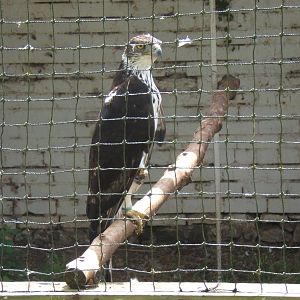 African Hawk Eagle