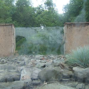 View out of bubble in Meerkat enclosure