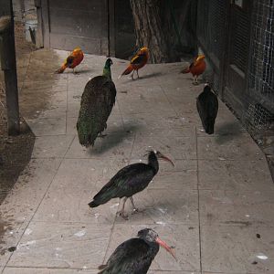 View in walk through Bird Aviary