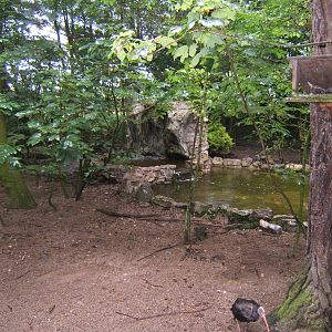 View in walk through Bird Aviary
