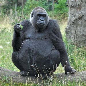 Zaire enjoying some brocolli