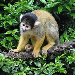 Squirrel Monkey