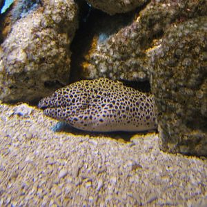 Leopard Moray Eel