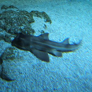 Port Jackson Shark