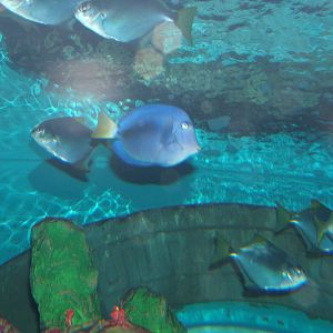 View inside main tropical tank