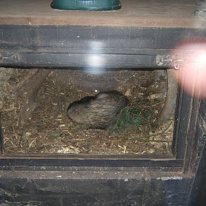 Eurasian Badger in set