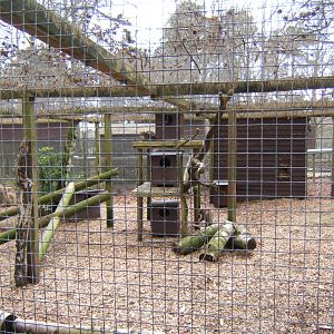 Scottish Wildcat enclosure view