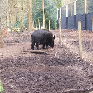 European Wild Boar