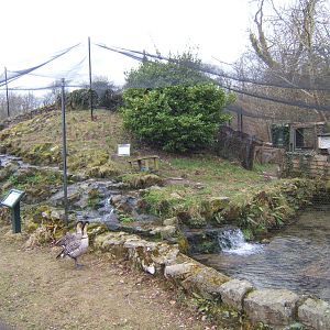 Blue Duck enclosure with 2 Nene`s looking at it