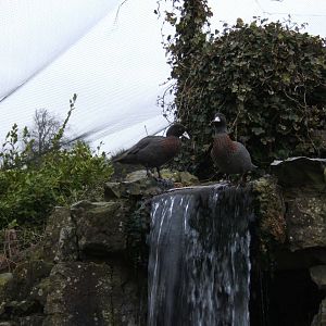 New Zealand Blue Duck