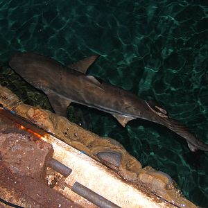 Black-tipped Reef Shark