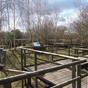 View of walk through Red Squirrel enclosure