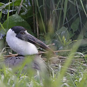 Woolly-necked Stork (Ciconia episcopus) - bird on a nest.