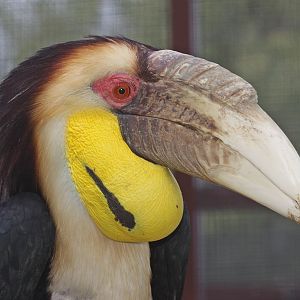 Wreathed Hornbill (Rhyticeros undulatus) - male