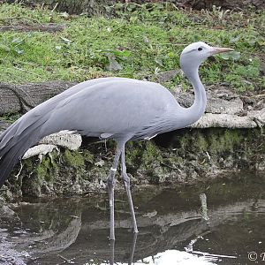 Blue Crane (Anthropoides paradiseus)