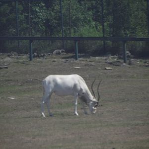 Addax