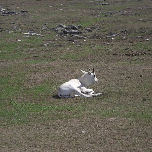 Addax Calf
