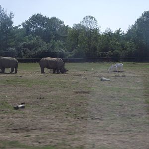 Addax and Southern White Rhinocerous