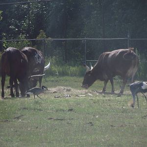 Watusi and African Grey Necked Crowned Crane