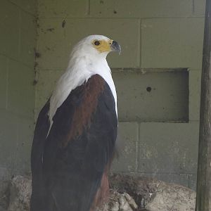 African Fishing Eagle