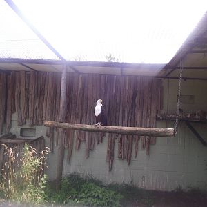 African Fishing Eagle