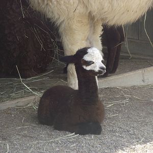Baby Alpaca