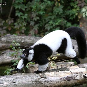 Black-and-white ruffed lemur (Varecia variegata)