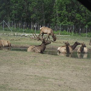 American Elk