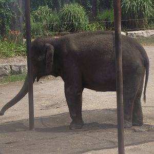 Asian Elephant