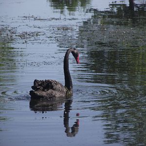 Australian Black Swan