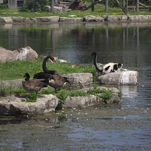 Australian Black Swan and Black and White Ruffed Lemur