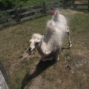 Baby Bactrian Camel