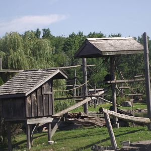 Black Handed Spider Monkey